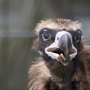 Cinerous Vulture