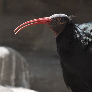 Northern Bald Ibis