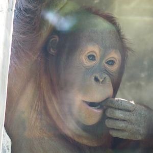 Young Bornean Orangutan