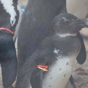 African Penguin Juvenile
