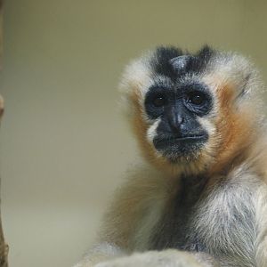 Northern White-Cheeked Gibbon 1