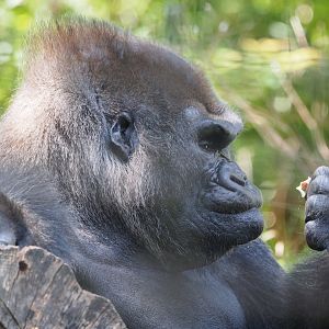 Western Lowland Gorilla