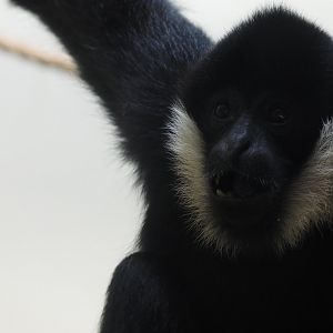 Northern White-Cheeked Gibbon 2