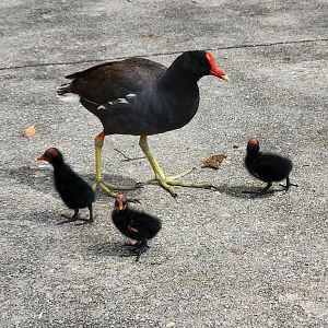 Moorhen/Gallinule chicks