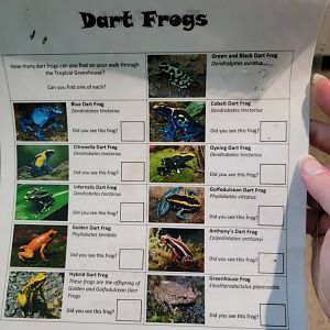 Toledo, Promedica Museum - Tropics frogs list