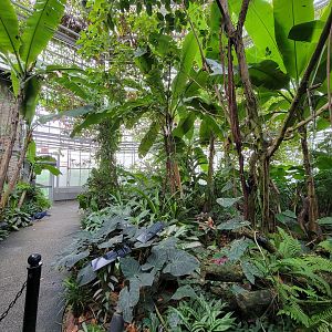 Toledo, Promedica Museum - Tropics, Victoria Crowned Pigeon (saw 3)