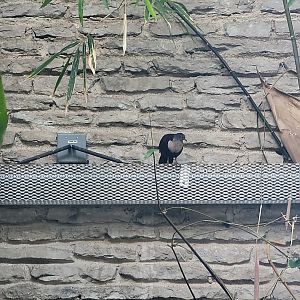 Toledo, Promedica Museum - Tropics, White-throated Ground Dove