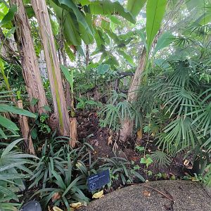 Toledo, Promedica Museum - Tropics, Golden Dart Frogs