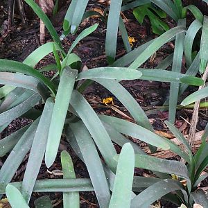 Toledo, Promedica Museum - Tropics, Golden Dart Frogs