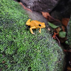 Toledo, Promedica Museum - Tropics, Golden Dart Frog