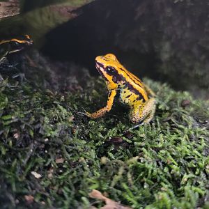 Toledo, Promedica Museum - Tropics, Dyeing PDF on left, Golden x Golfodulcean hybrid in center