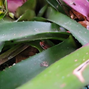 Toledo, Promedica Museum - Tropics, Anthony's PDF