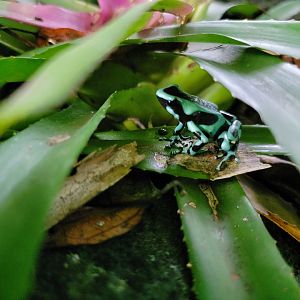Toledo, Promedica Museum - Tropics, Green and Black PDF