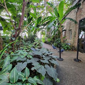 Toledo, Promedica Museum - Tropics, Victoria Crowned Pigeons