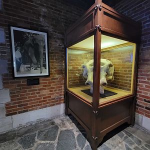 Toledo, Promedica Museum - Babe the Elephant's skull