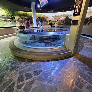 Toledo, Promedica Museum - Rivers & Streams, lake sturgeon touch tank