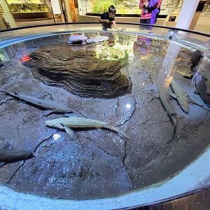 Toledo, Promedica Museum - Rivers & Streams, lake sturgeon touch tank