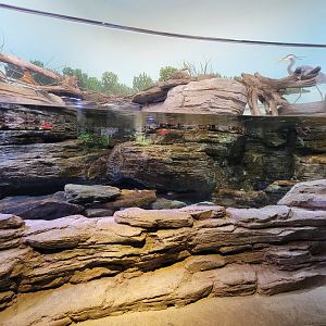 Toledo, Promedica Museum - Rivers & Streams, Eastern hellbender tank