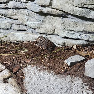 Toledo, Promedica Museum - Rivers & Streams, Fowler's toad (?)