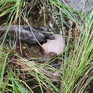 Toledo, Promedica Museum - Rivers & Streams, Northern green frog