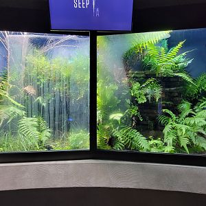 Toledo, Promedica Museum - Rivers & Streams, Pair of salamander exhibits