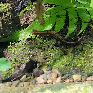 Toledo, Promedica Museum - Rivers & Streams, salamander