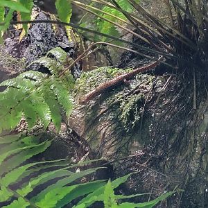 Toledo, Promedica Museum - Rivers & Streams, salamander