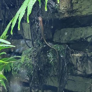 Toledo, Promedica Museum - Rivers & Streams, salamander