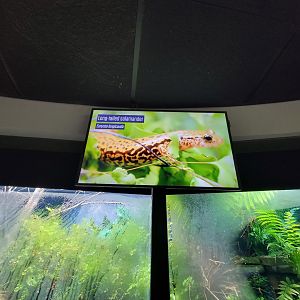 Toledo, Promedica Museum - Rivers & Streams, salamander signage example