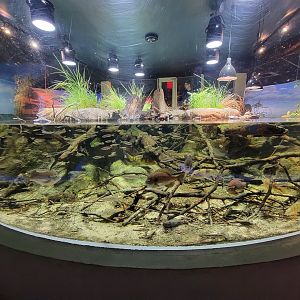 Toledo, Promedica Museum - Wetlands & Lakes