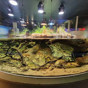 Toledo, Promedica Museum - Wetlands & Lakes