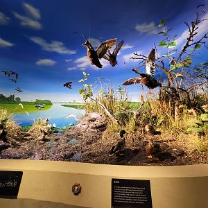 Toledo, Promedica Museum - Wetlands & Lakes, dioramas