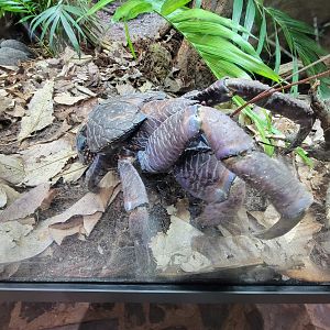Toledo, Promedica Museum - Coconut crab