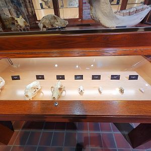 Toledo, Promedica Museum - Nature in Hand, mammal skulls