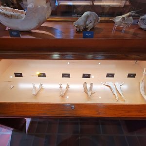 Toledo, Promedica Museum - Nature in Hand, lower jaws of some mammals