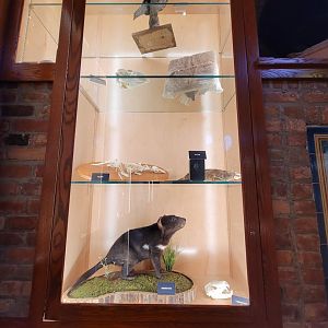 Toledo, Promedica Museum - Nature in Hand, Australian species