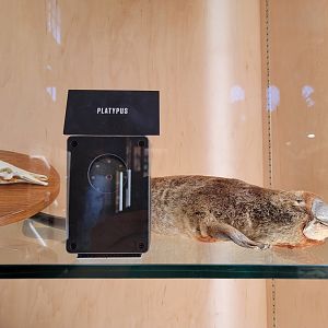 Toledo, Promedica Museum - Nature in Hand, a platypus!