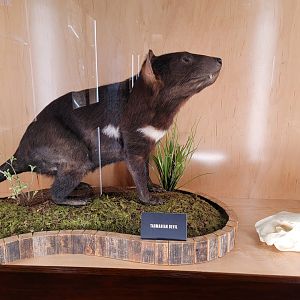Toledo, Promedica Museum - Nature in Hand, Tasmanian devil