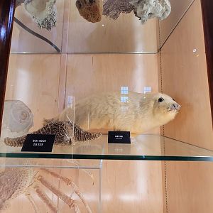 Toledo, Promedica Museum - Nature in Hand, harp seal and other sea creatures
