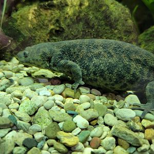 Toledo, Promedica Museum - Amphibian hallway, ribbed newt