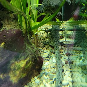 Toledo, Promedica Museum - Amphibian hallway, ribbed newt