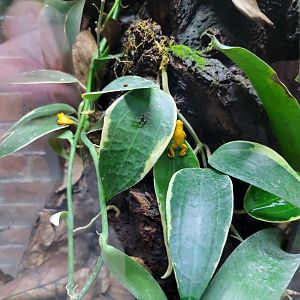 Toledo, Promedica Museum - Amphibian hallway, Strawberry poison dart frogs