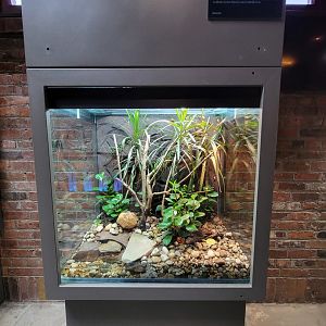 Toledo, Promedica Museum - Amphibian hallway, Sambava tomato frog