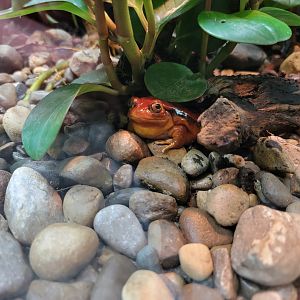 Toledo, Promedica Museum - Amphibian hallway, Sambava tomato frog