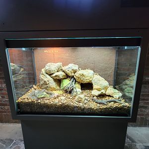 Toledo, Promedica Museum - Amphibian hallway, Sonoran desert toad