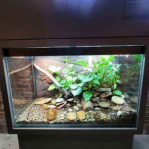 Toledo, Promedica Museum - Amphibian hallway, Panamanian golden frog
