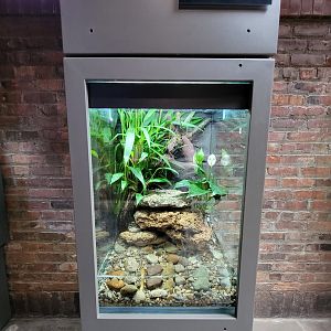 Toledo, Promedica Museum - Amphibian hallway, Kaiser newt