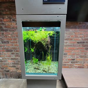 Toledo, Promedica Museum - Amphibian hallway, Kaup's caecilian