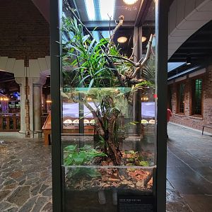 Toledo, Promedica Museum - Hall of Venom, Golden poison dart frog, Phyllobates terribilis