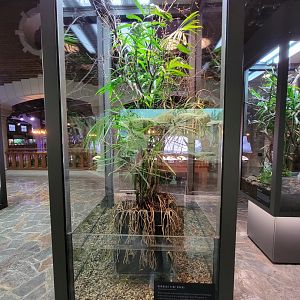 Toledo, Promedica Museum - Hall of Venom, Burmese vine snake, Ahaetulla fronticincta